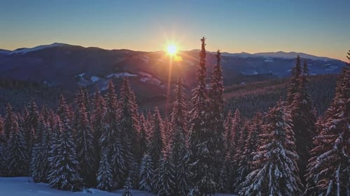 Sun Shining Through Snowy Pine Trees in Winter Mountain Forest