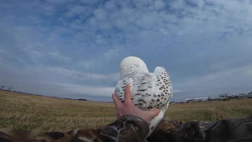 Snowy Owl Perched on Arm in a Field