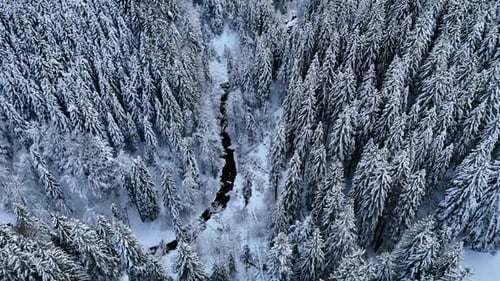 A forest filled with tall trees stands covered in snow.