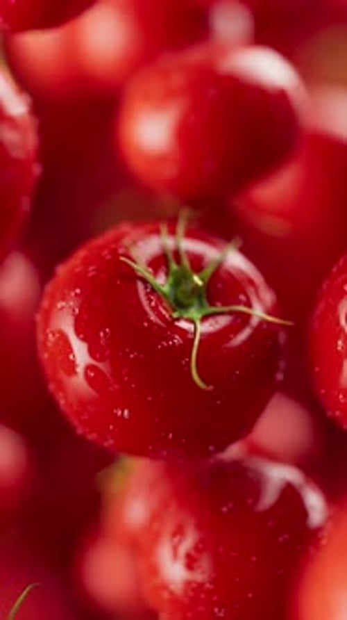 Animation of a group of tomato. Defocus. Close-up.