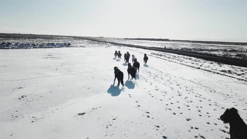 Wild Horses Galloping Freely across a Snow Covered Plain
