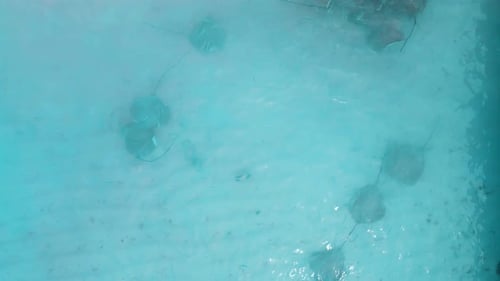 Stingray Underwater in Maldives Sting Rays Swimming in Blue Sea Aerial View