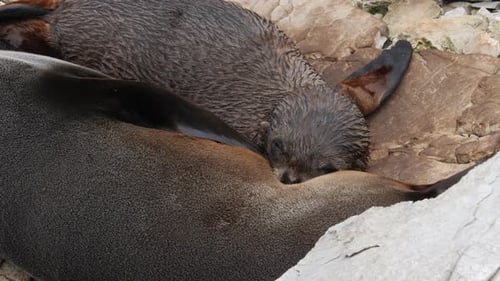 Baby seal pup nursing New Zealand fur seal mother