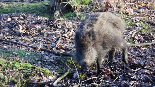 Wildschwein sucht im Wald nach etwas zu essen
