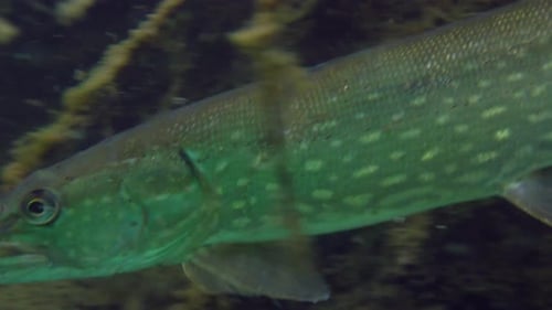 Adventurous footage of turning wild pike around and swimming away in nature habitat.