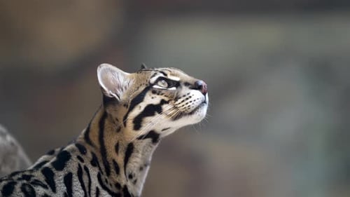 Slow-motion footage captures a spotted wildcat's stare. The ocelot, focuses its gaze upward and forw