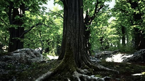 Forêt tropicale asiatique avec mousse