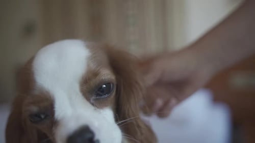 Adorable Dog Getting Petted on Bed