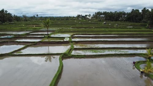 Paisaje aéreo de los arrozales y la terraza de arroz en la isla de Bali en Indonesia: vuelo de Zumbido