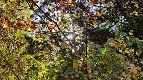 Green Leaf Forest Trees And Reflected Sunlight
