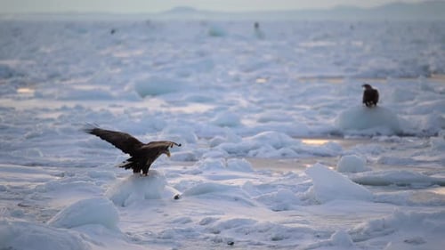White-Tailed Eagle Hunting Fish in Hokkaido, Japan Majestic Raptor Wildlife Action Footage
