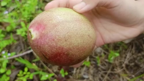 close up of hands holding hydroponic fruit