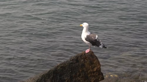 Weißer Möwe (Westmöwe), der am felsigen Hafenufer des Ozeans sitzt und auf die Wasserhöhle blickt