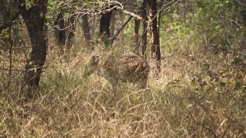 Gruppe von Chital- oder Cheetal- oder Achsenhirschen im Trockenrasenland des Kuno-Nationalparks in Sheopur, Indien