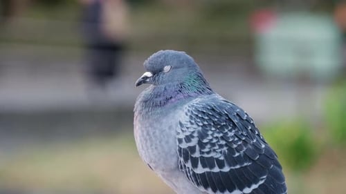 Pigeon colombe assis et roucoulant dans un parc de Tokyo