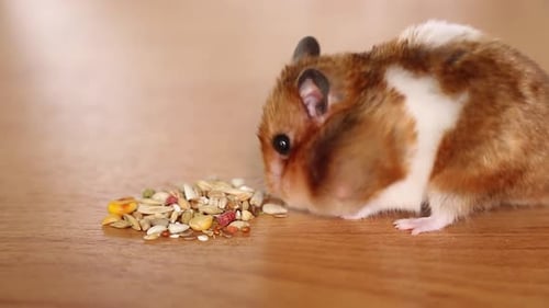 Hamster Eating Seeds and Grains on Wood Surface