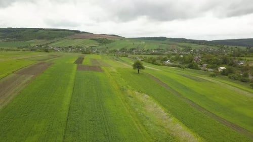 Aerial View of a Lonely Tree on Green Field in Summer