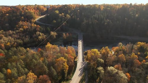 Fall foliage colors along winding road in serene forest landscape