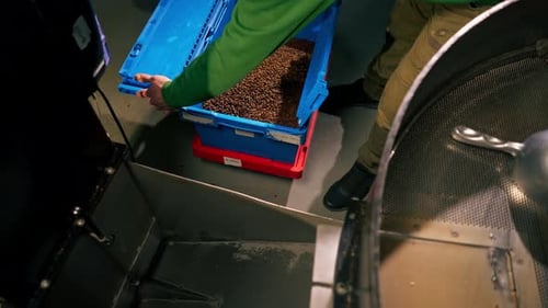 Top Shot Worker at Coffee Factory Turns on the Coffee Roasting Mechanism