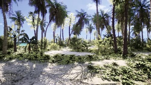 Tropical Beach with Coconut Palm Tree