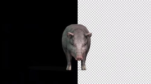 Black Pig Transparent Background