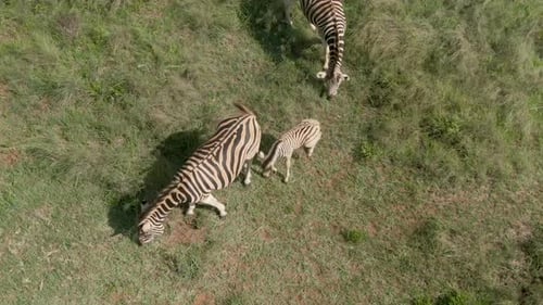 Zebra baby and Zebra parents close up drone aerial footage.