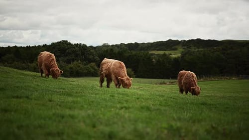 Three Higland Cows grazing on the pastures of the Scottish Highlands. Low angle locked off shot.