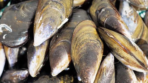Close Up of Raw Mussels Seafood Ingredient