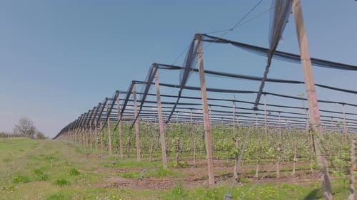 Green orchard with white blossom