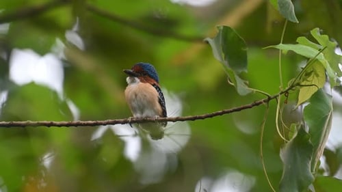 Martin-pêcheur barricé Lacedo pulchella, parc national de Kaeng Krachan, Thaïlande, un jeune mâle aperçu depuis