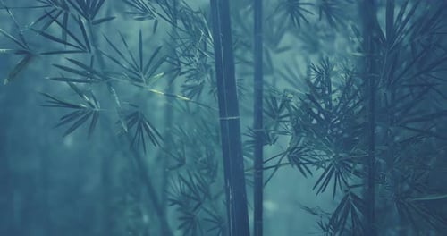 Bamboo Forest Shrouded in Mist Creates a Serene and Mystical Atmosphere