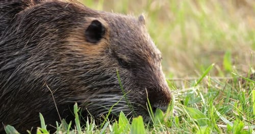 Coypu, Myocastor coypus, Camargue, Francia