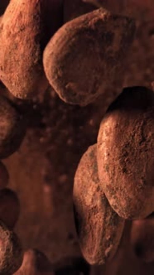 Cocoa Beans Fly Up and Fall Down Filmed on a Highspeed Camera at 1000 Fps