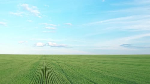 Aerial View of an Endless Green Field Under a Blue Sky