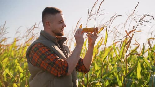 Young Farmer Inspecting Ripe Corn Cob in Field