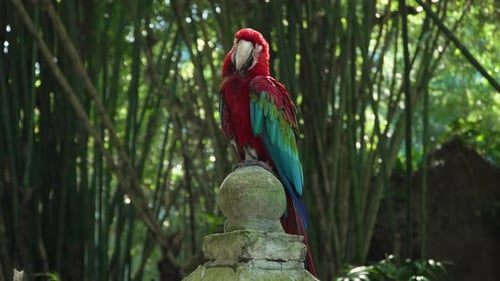Endormi à ailes rouges et vertes ou vertes perché sur un poteau pierreux, fond de bambouseraie