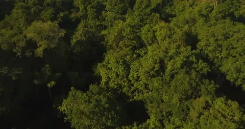 Aerial View of Lush Green Tropical Forest