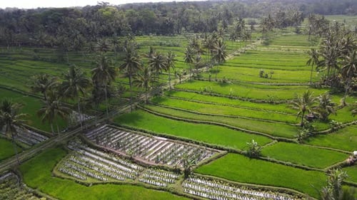 Aerial view of rice paddies and palm trees, Indonesia.