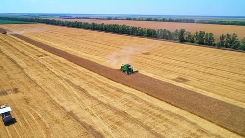 Aerial Wide View of Farm Machine Harvesting Ripe Crops in the Golden Field in Gathering Season