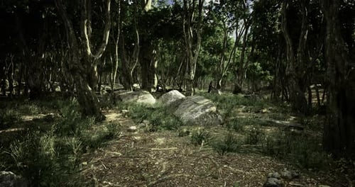 Majestic Forest Landscape Showcasing Greenery and Large Stones During Daylight