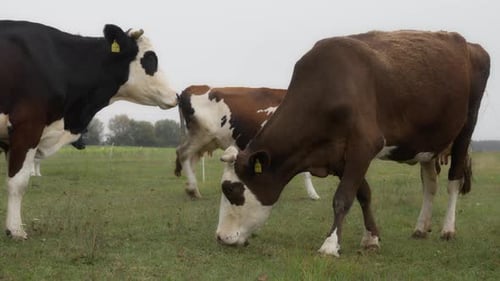 Herd Holstein dairy cows graze in the field. Cattle are grazing in the pasture.