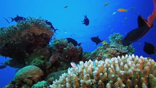 Tropical Blue Water Colourful Fish