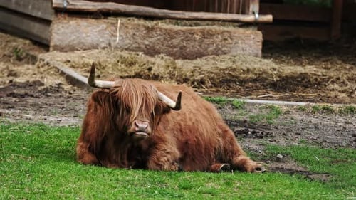 Domestic Highland Cow on the Farm