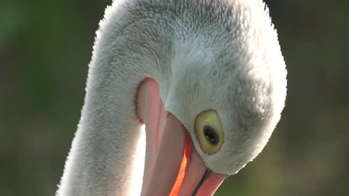 Close up footage of an Australian Pelican or Pelecanus conspicillatus.
