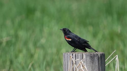 Rotflügelige Amsel dreht ihren Schwanz um, während sie zwitschert