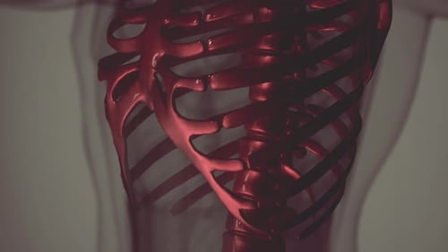 3D Human Rib Cage and Pelvis Scan for Medical Visualization