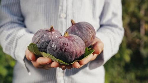 Kleiner Junge hält reife Feigenfrüchte in den Händen Bio-Ernte und gesundes Essen