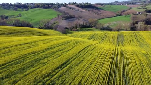Aerial scenic yellow view of blooming rapeseed field with sunshine in remote natural countryside of