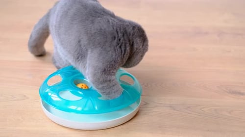 Gray Cat Playing with Toy on Wooden Floor