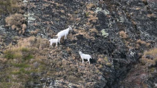 Aerial shot of Rocky Mountain Goats Climbing a steep mountaintop cliff in Svaneti mountains. Georgia